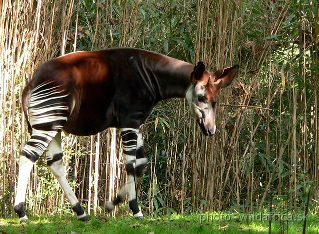 okapi 06.jpg - Okapi.